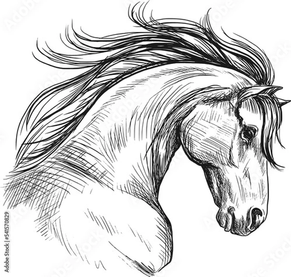 Obraz Horse head sketch in profile. Vintage vector illustration.
