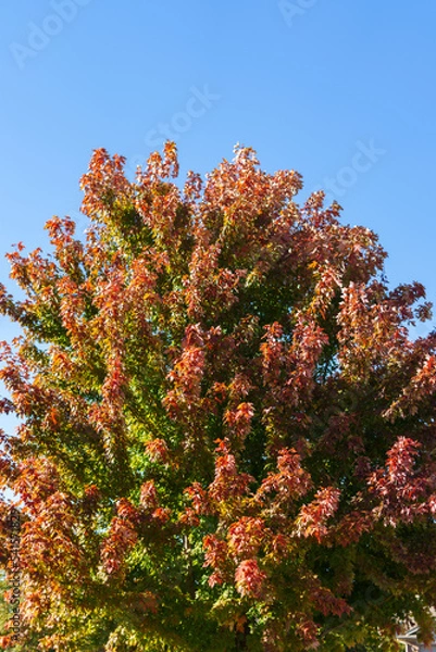 Obraz tree with leaves turning in fall