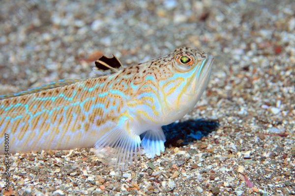 Fototapeta Wielki wilk (Trachinus draco)