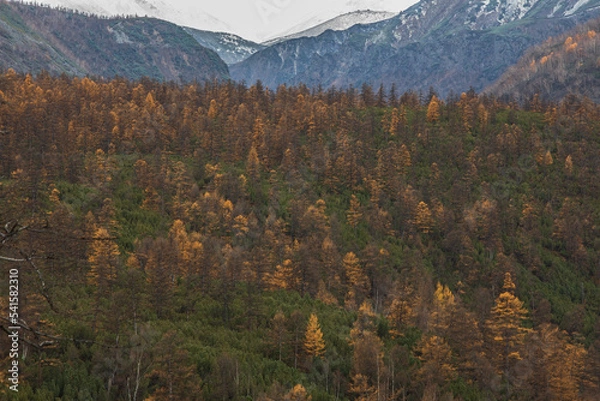 Fototapeta autumn in the mountains
