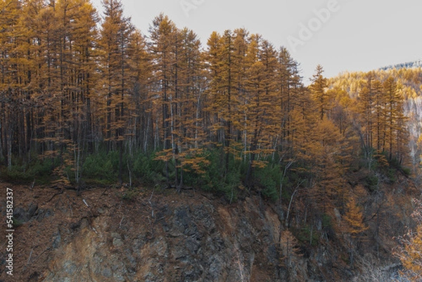Fototapeta autumn in the forest