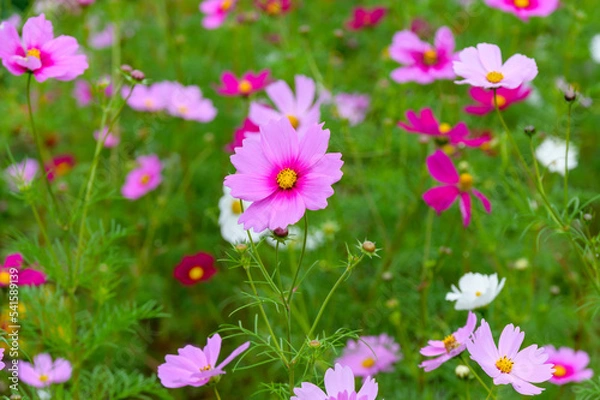 Obraz Cosmos Flowers