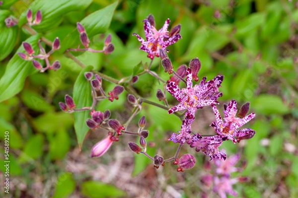 Obraz Gregarious Taiwanese Toad Lilies