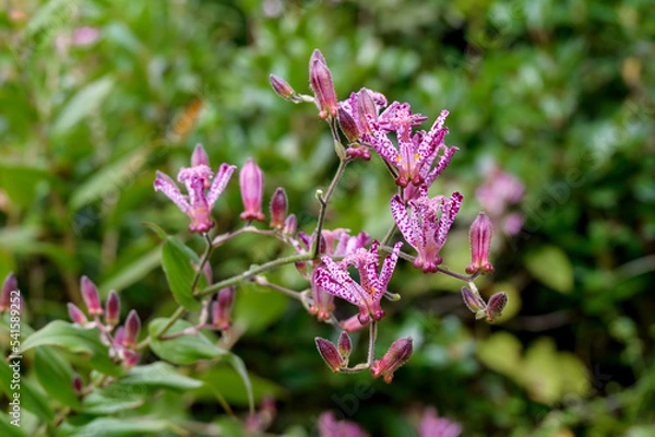Obraz Gregarious Taiwanese Toad Lilies