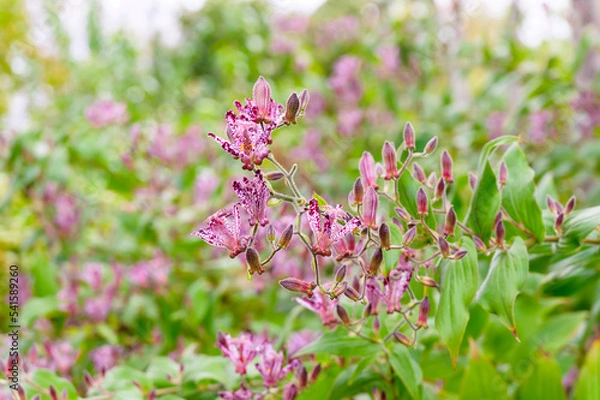 Obraz Gregarious Taiwanese Toad Lilies