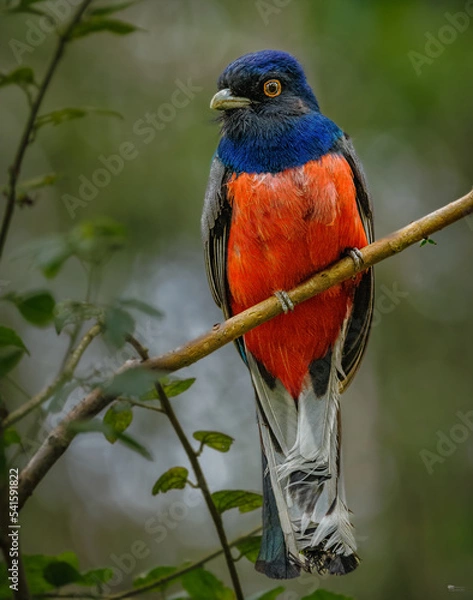 Fototapeta Surucuá-variado (Macho)