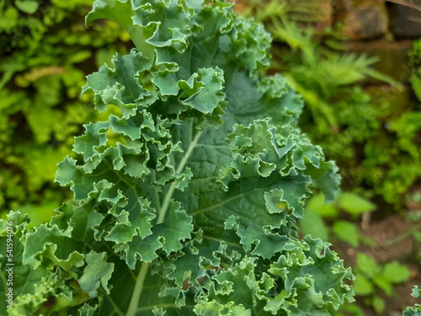 Obraz green leaves background