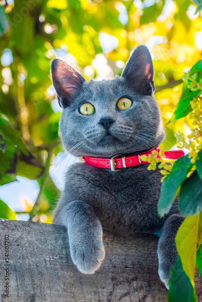 Obraz Gato joven azul ruso de color gris con collar rojo y ojos verdes amarillo asomándose o mostrándose entre las hojas y los árboles