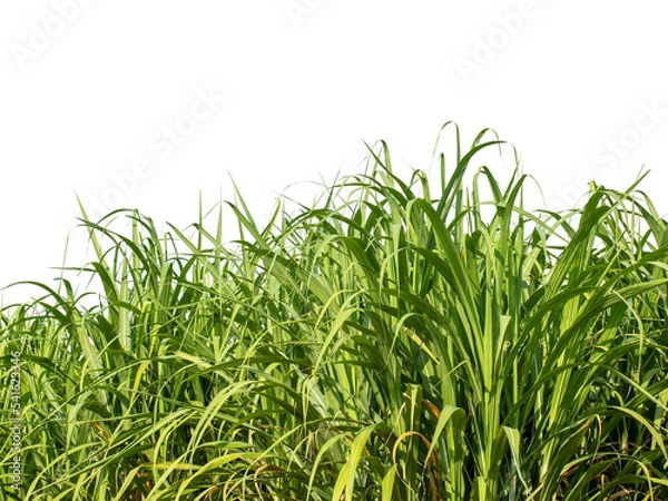 Fototapeta Sugar cane isolated on white background and cliping path