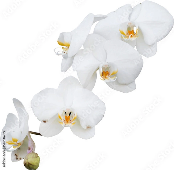 Fototapeta Orchidea