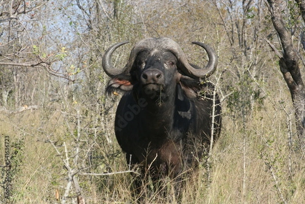 Obraz Buffalo