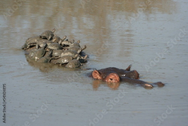 Obraz Hippo and turtles
