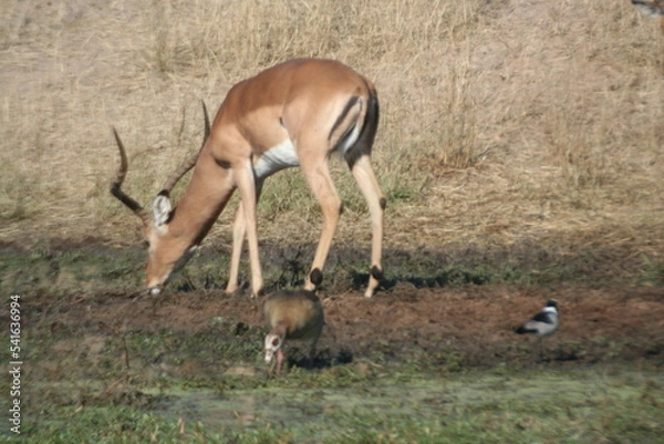 Obraz Springbuck