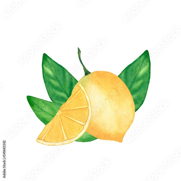 Obraz Watercolor composition with lemons. Botanical isolated illustration on white background.