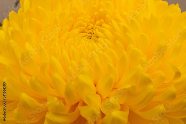 Fototapeta Yellow chrysanthemum head flower in close up.  Creative autumn concept. Floral pattern, object.