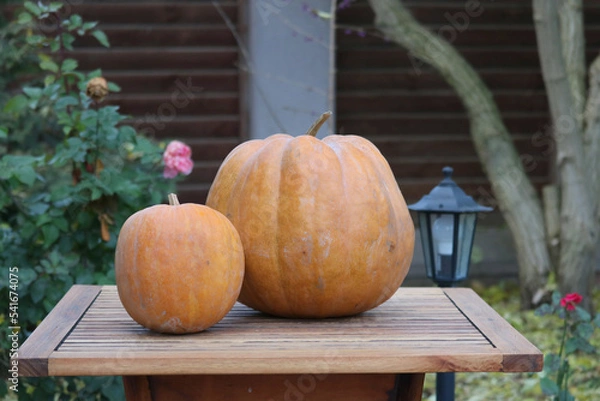 Obraz pumpkin on a table