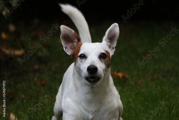 Obraz jack russell terrier
