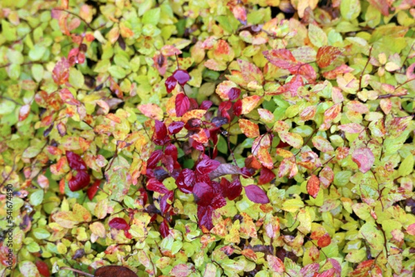 Obraz autumn leaves background