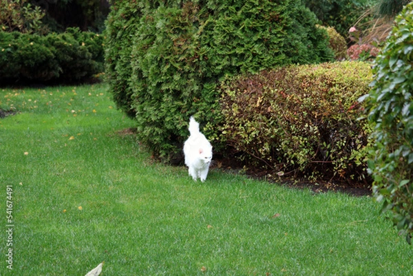 Obraz white cat in the garden