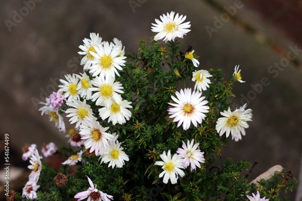 Obraz daisies in a field