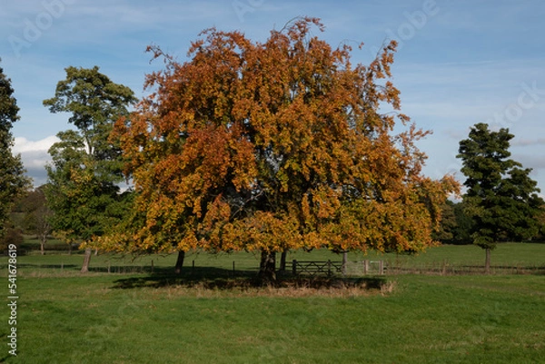 Fototapeta autumn landscape with trees