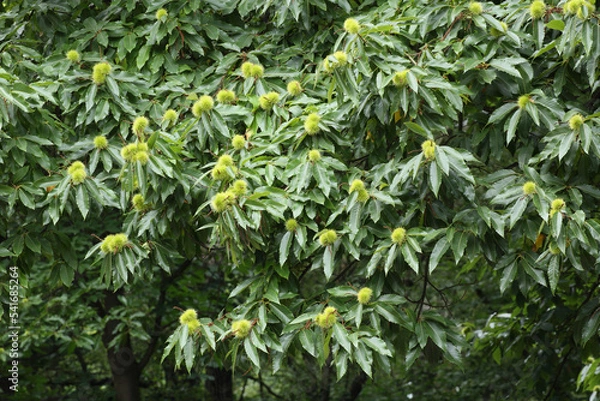 Obraz Sweet Chestnuts growing on their tree
