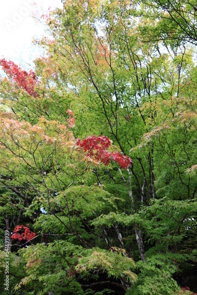 Fototapeta 色づき始める塩原高原の紅葉