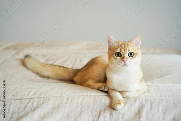 Fototapeta Kitten with green eyes - adorable British shorthair gold cat with deep rich green eyes on bed.
