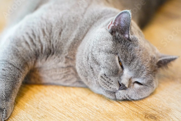 Fototapeta A fat Blue British Shorthair cat is resting on a wooden table.