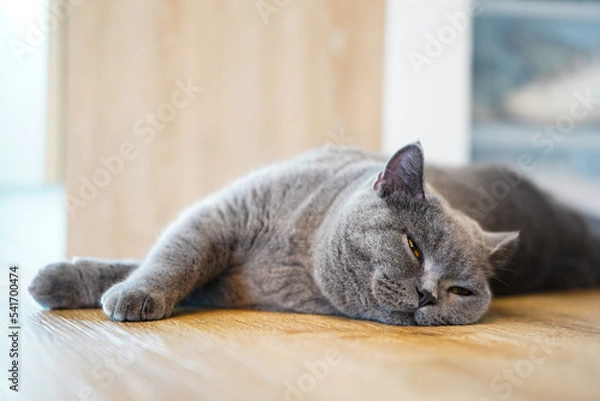 Fototapeta A fat Blue British Shorthair cat is resting on a wooden table.