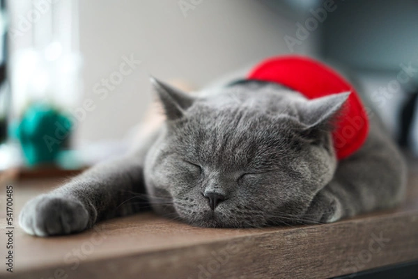 Fototapeta A fat Blue British Shorthair cat is resting on a wooden table.