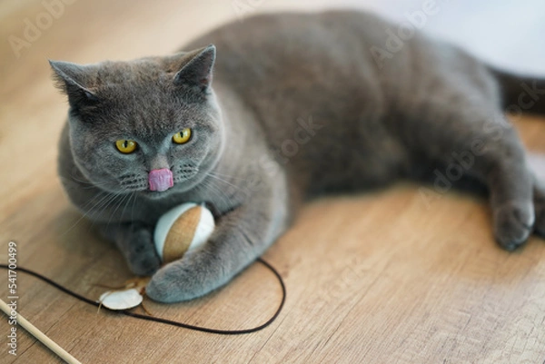 Fototapeta A British Short Hair cat sticking out tongue and playing cat toy on wooden table.