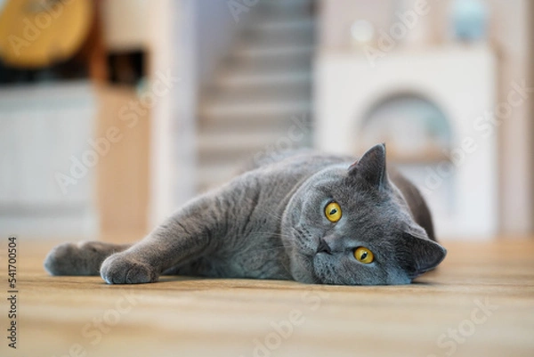Fototapeta A fat Blue British Shorthair cat is resting on a wooden table.