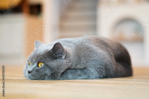 Fototapeta A fat Blue British Shorthair cat is resting on a wooden table.