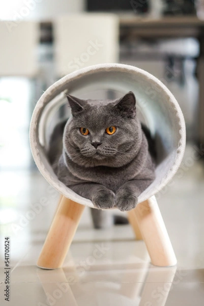 Fototapeta British Shorthair cat lying on furry white cat bed.