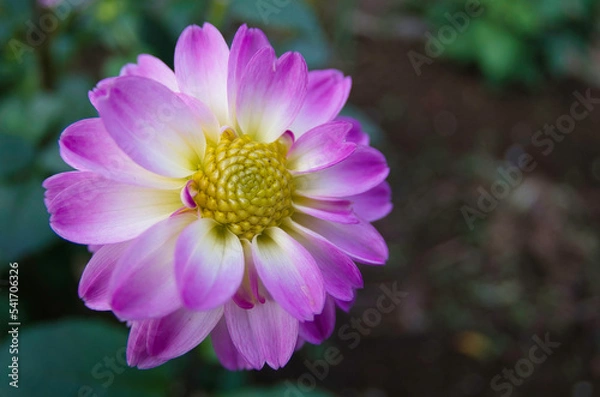 Obraz Dahlia