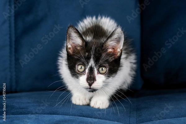 Fototapeta Cute funny black and white kitten is lying on a blue sofa. A kitten in the house. Fluffy kitten looks at the camera. Animal emotions