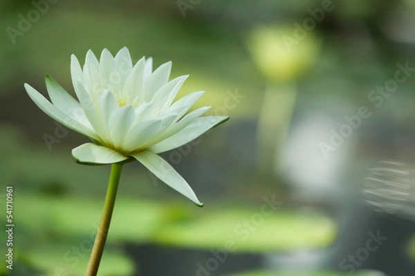 Obraz Water lily