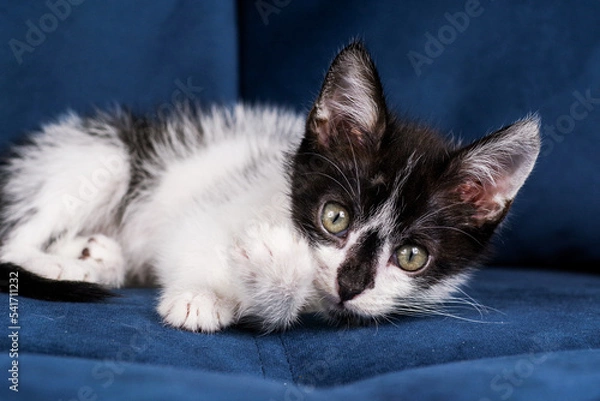 Fototapeta Cute funny black and white kitten is lying on a blue sofa. A kitten in the house. Fluffy kitten looks at the camera. Animal emotions