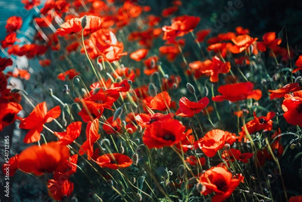Fototapeta red poppy field
