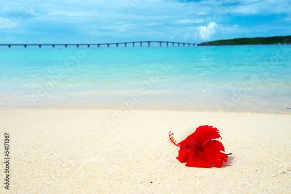 Obraz 波打ち際とハイビスカス