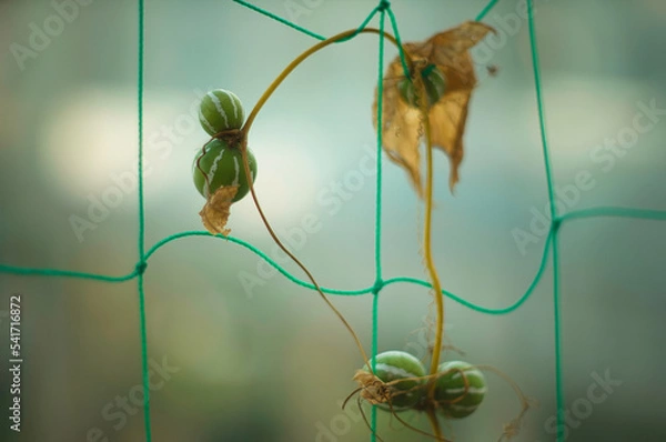 Obraz リュウキュウカズラ