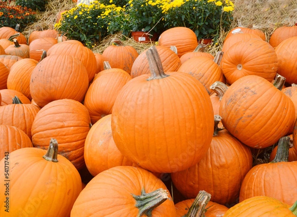 Fototapeta Pumpkin Stalks on background 