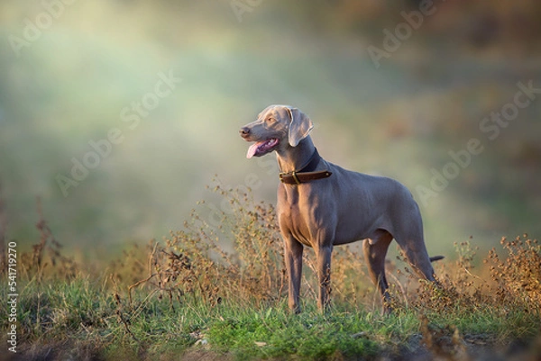 Fototapeta weimaraner dog in a collar pointing outdoors in autumn