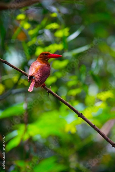 Obraz リュウキュウアカショウビン-Halcyon coromanda bangsi