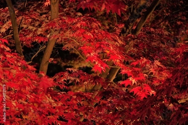 Obraz 夜の紅葉