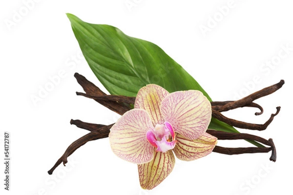 Obraz Vanilla pods and flower