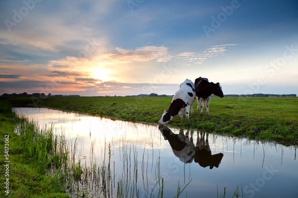 Fototapeta krowy na pastwisku o zachodzie słońca