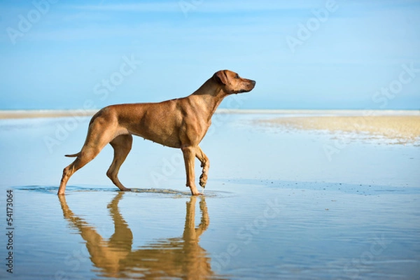 Obraz Active athletic dog puppy running at the sea