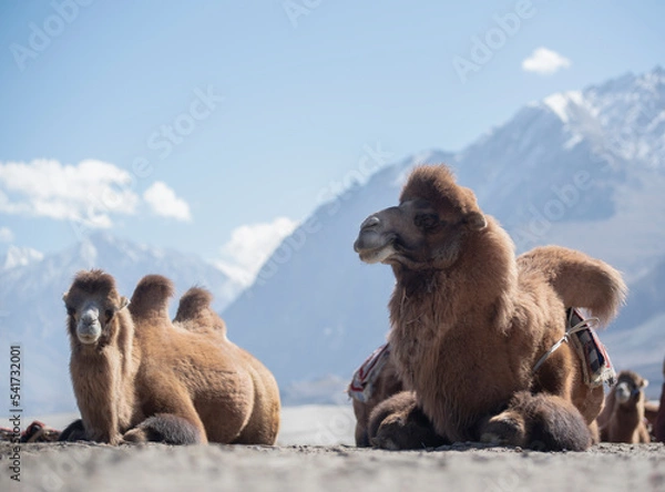 Obraz Camels safari in Nubra Valley, Ladakh, India .background is a beautiful blue sky.